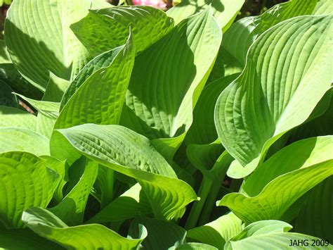 Sumptuous, Scrumptious Hostas. | Name That Plant