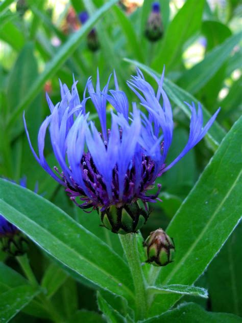 Centaurea Mountain Bluet Flower Planting Guide