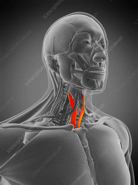 Sternothyroid muscle, illustration - Stock Image - F029/4917 - Science ...