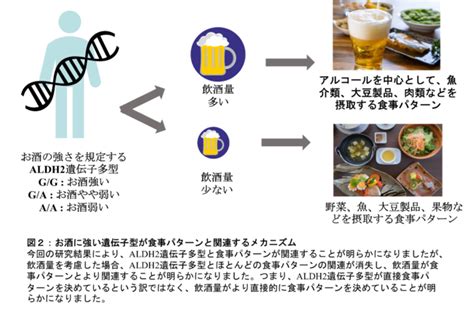 Juntendo University Investigates How Much Alcohol Dictates Eating