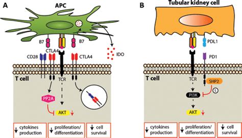 Co Inhibitory Signals A Ctla 4 Signal May Inhibit T Cells Through