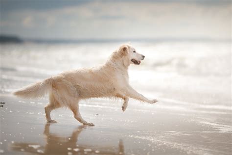 Golden Retriever Having Fun At The Beach