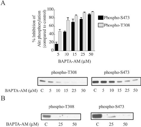 Insulin And Heat Shock Mediated Akt Serine 473 And Threonine 308