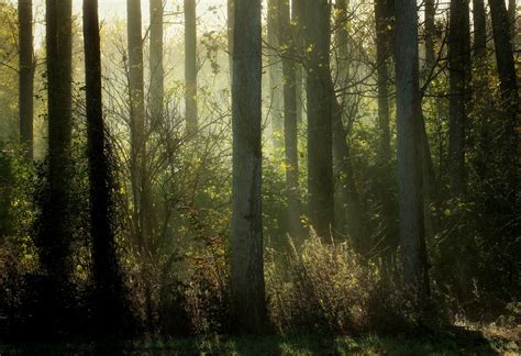 Wallpaper Sunlight Trees Nature Branch Green Morning Mist