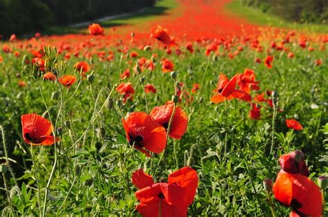 Premium Photo | Field of poppies