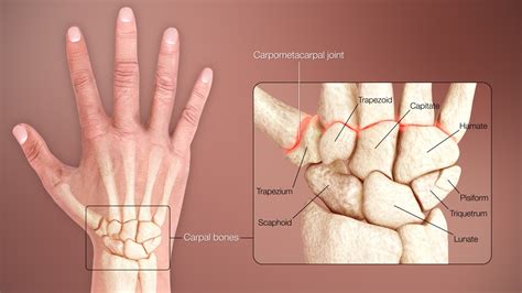 Hand And Upper Limbs StoryMD