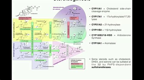 Steroidogenesis The Biosynthesis Of Steroids From Cholesterol Youtube