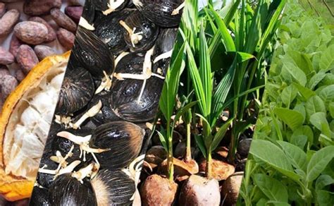 Agricom Id Calon Varietas Benih Unggul Diusulkan Dalam Sidang