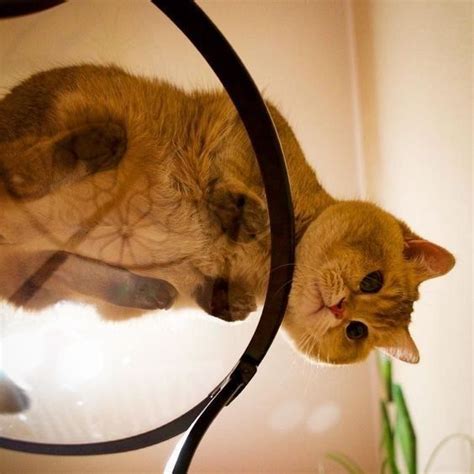 35 Purrfect Cat Photos To Brighten Your Day Cutesypooh Süße Tiere