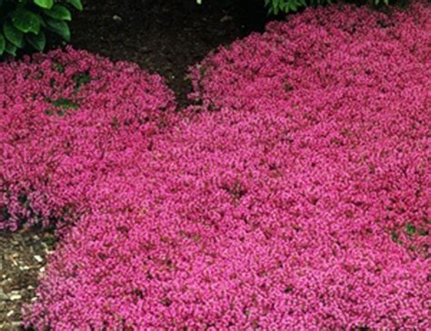 Creeping Thyme Seeds Thymus serpyllum spectacular ground | Etsy ...