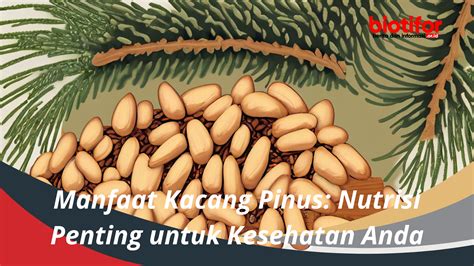 Manfaat Kacang Pinus Nutrisi Penting Untuk Kesehatan Anda Biotifor