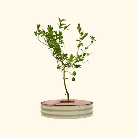 Tree Surround & Watering Ring Kit – Vego Garden