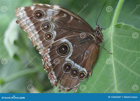 Butterfly With Eyes On Its Wings Stock Image Image Of Wings Eyes