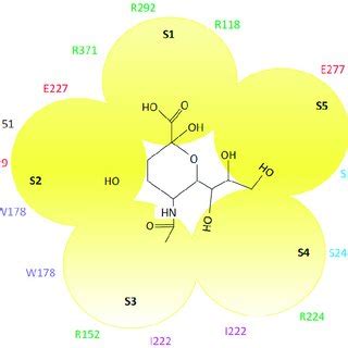 Summary of common neuraminidase mutations conferring neuraminidase ...