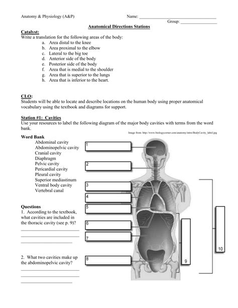 Abdominal Cavity Anatomy And Physiology Worksheet Anatomy Worksheets