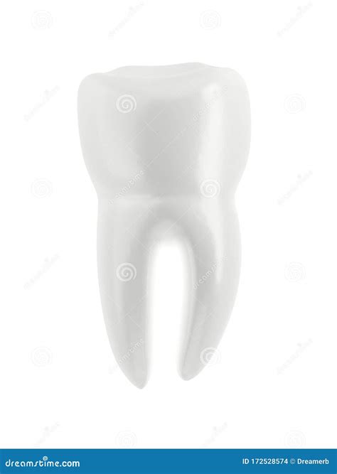 molar tooth isolated  white background single object stock