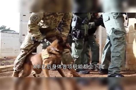 见过军犬怎么走正步的么？来看看这只军犬，忍住不要笑 军犬 正步