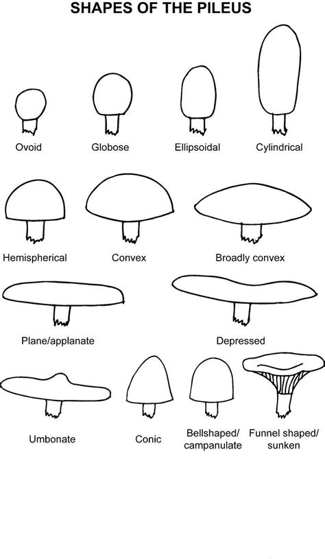 Mushroom Shapes Chat 1 Stuffed Mushrooms Mushroom Pictures Fungi