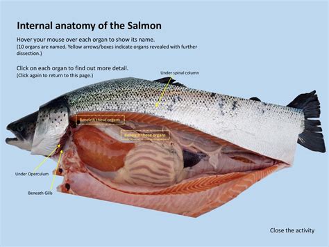 Fish Internal Organs Vector Art Diagram Anatomy With Labels 50 Off