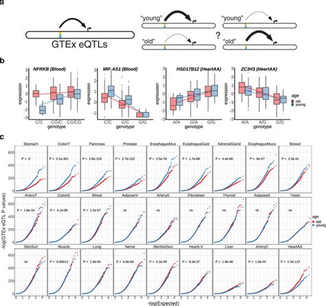 Age Impacts The Predictive Power Of Eqtls In Many Tissues A A