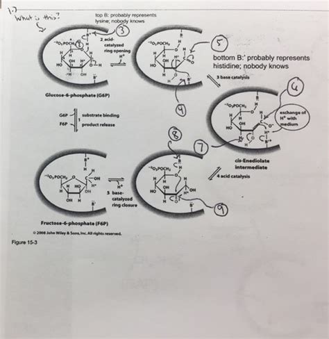 Biochem Exam Flashcards Quizlet