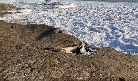 Alarming Footage Shows Ice Shelves Turning To Just Sand And Shells