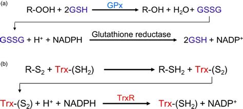 General reaction mechanisms for antioxidant glutathione peroxidase ...