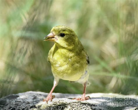 Young Goldfinch Photograph By Amy Porter