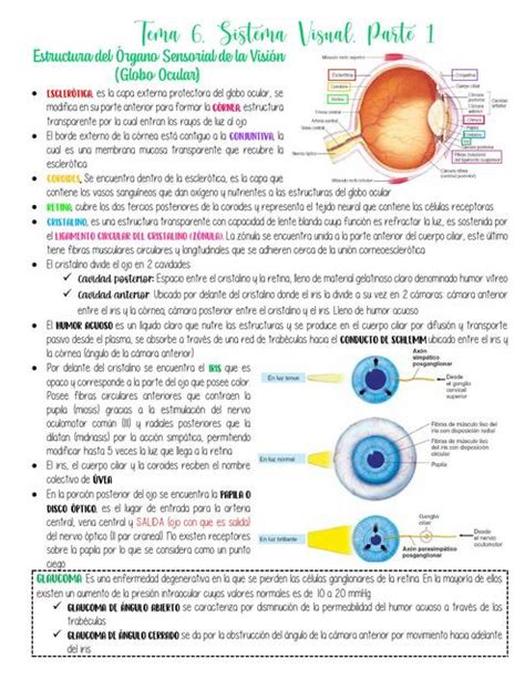 Tema 6 Sistema Visual Parte Medicinelight UDocz