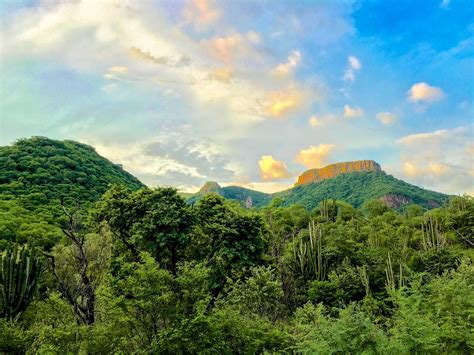 Protecci N De Flora Y Fauna Descubre Los Beneficios De Las Reas De