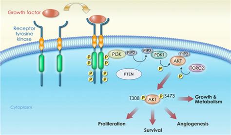 The Effects Of Akt Akt Selective Inhibition On Tumorigenic Properties