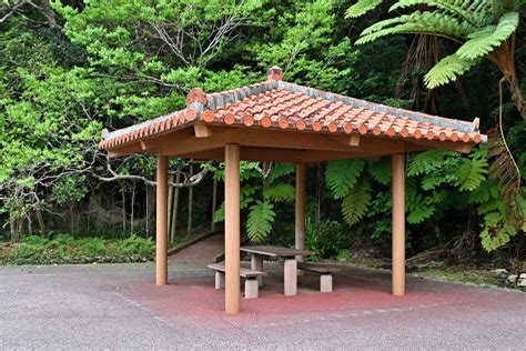 沖縄県東村川田 東村指定天然記念物サキシマスオウノキ | gawa保管庫 - 楽天ブログ