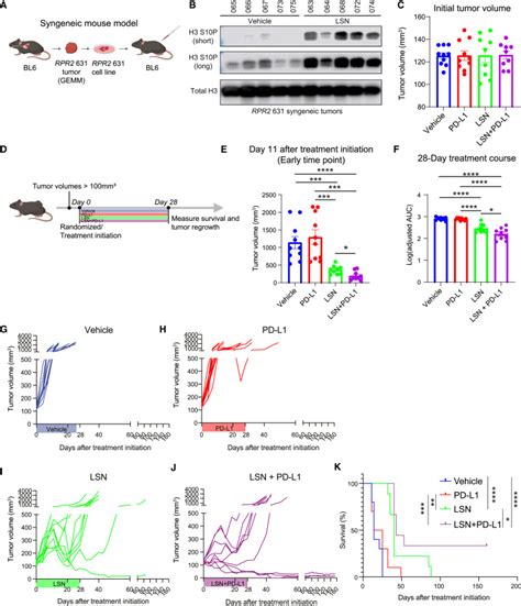 Aurora A Kinase Inhibition Induces Accumulation Of Sclc Tumor Cells In