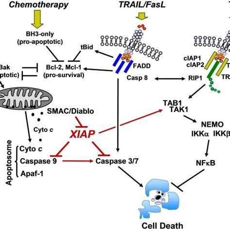 Structural Basis Of The Interaction Between Smacdiablo And Xiapbir Download Scientific