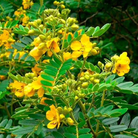 Chá De Sene Cassia Angustifolia Vahl 100g Parcelamento sem juros