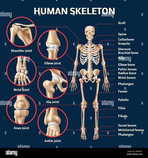 Infographie réaliste sur le squelette humain 3d vue avant de la