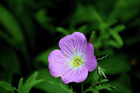 Primrose Flower Photograph by Heron And Fox - Fine Art America