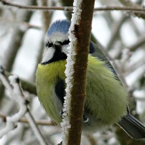 e profite de ce petit hôte de jardin pour vous souhaiter une très bonne