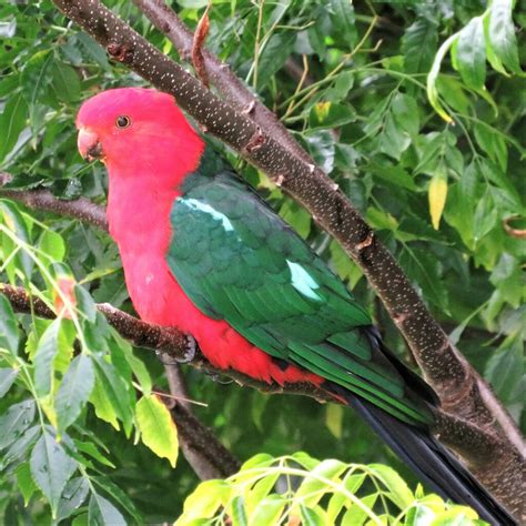 Australian King Parrot From Wallaga Lake Nsw Australia On April