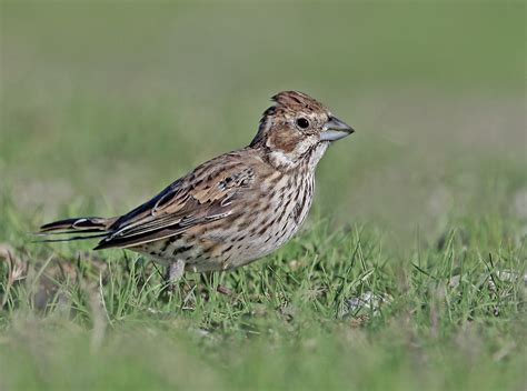 Female Lark Bunting Colorado State Bird Visits Byxbee Park Flickr