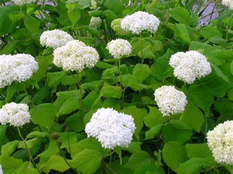 My rented garden Hydrangea arborescens grandiflora Närpes