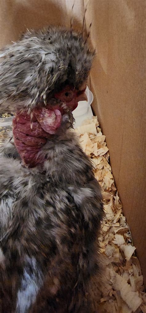 I Have A Naked Neck Silkie Rooster I Believe He May Have An Infection