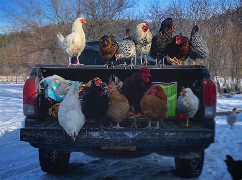 Chickens In Truck Chickens Barn Trucks