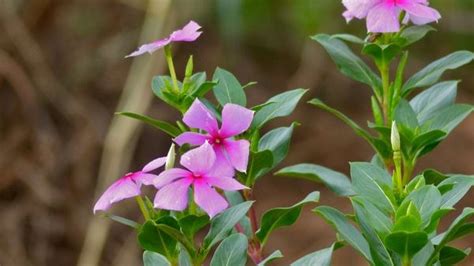 Madagascar Periwinkle And Its Astounding Benefits For Diabetes High Bp