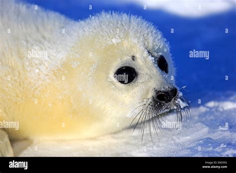 Harp Seal Or Saddleback Seal Pagophilus Groenlandicus Phoca Groenlandica Pup On Pack Ice