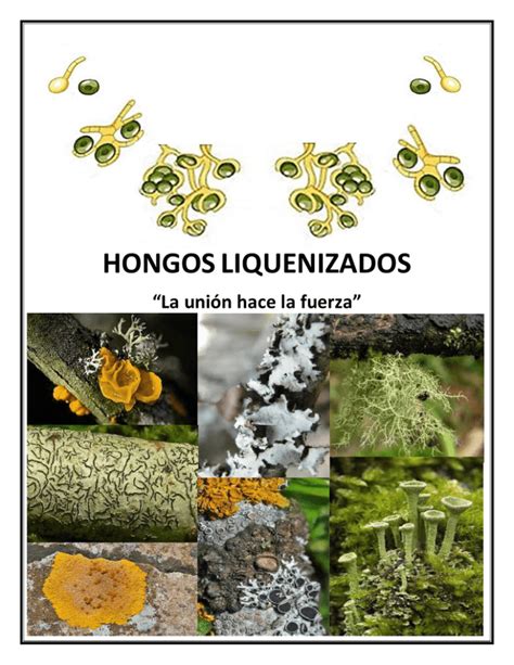 Gu A De Estudio Hongos Liquenizados