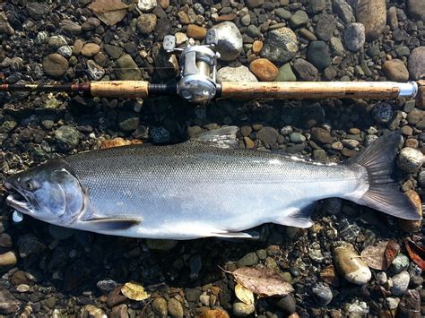 Best Lures And Techniques To Catch Coho Salmon In Oregon