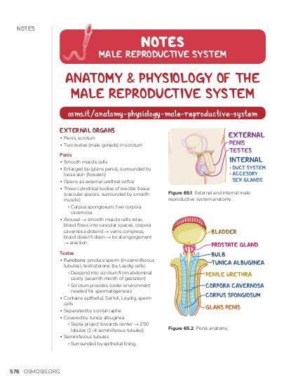 Male Reproductive System Anatomy Ppt