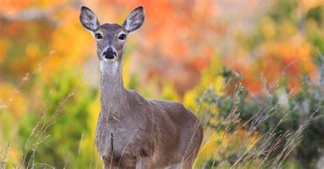 Friends of Animals | Michigan deer need your help - Friends of Animals