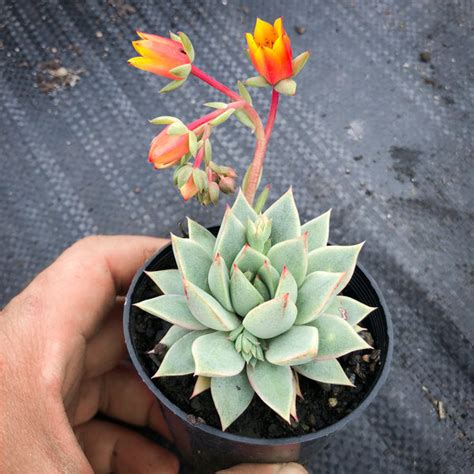 Echeveria Purpusorum Grey Form Let Love Grow Succulent And Cactus